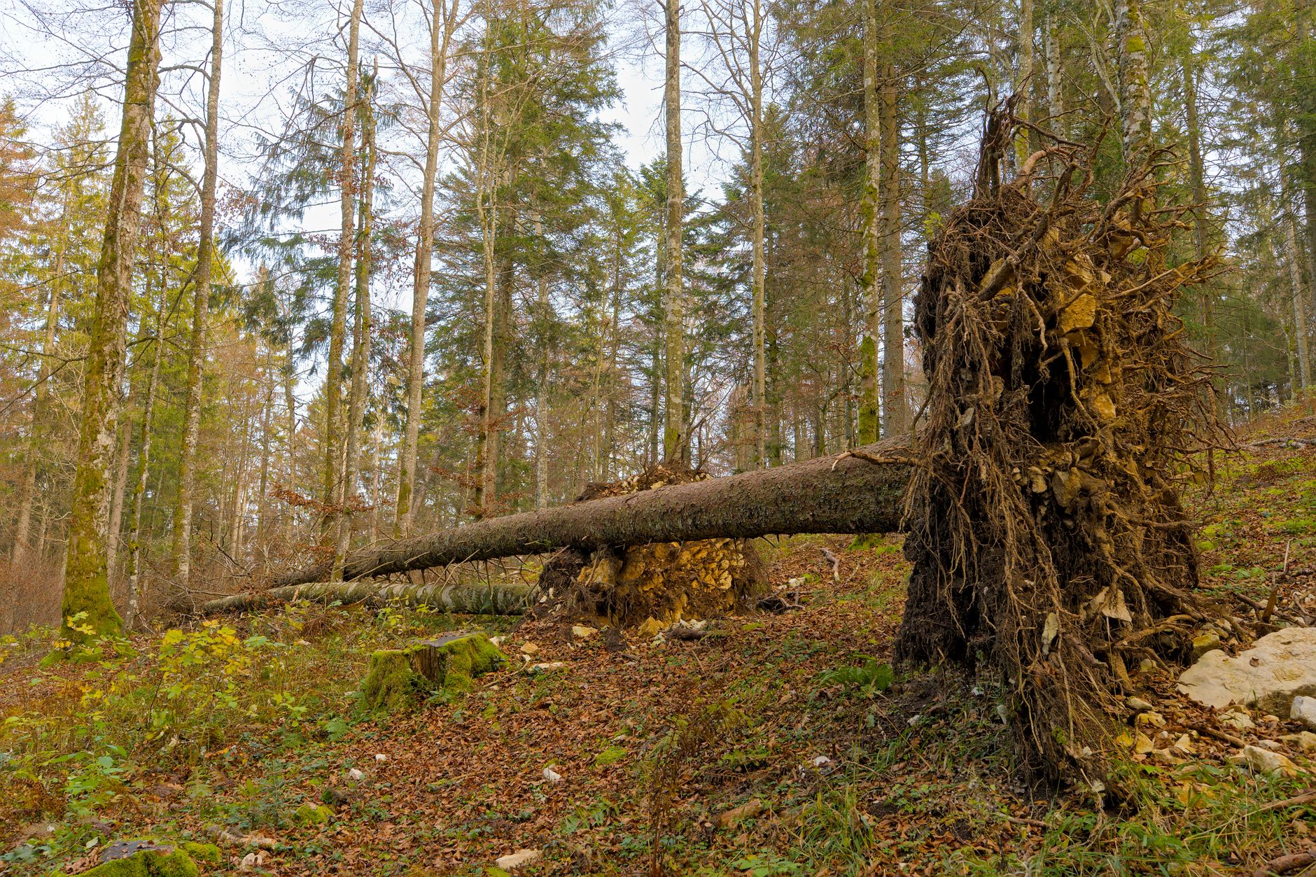 Enlèvement arbre urgence à Albi